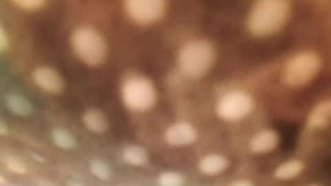 Alex online show from 01/29/25, 06:33