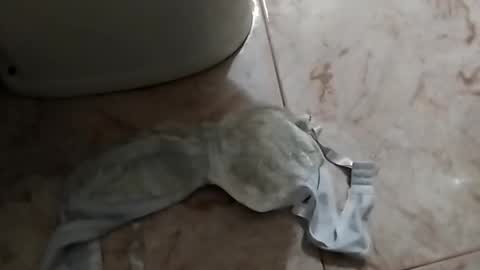 dthedog12 online show from 09/24/25, 12:52