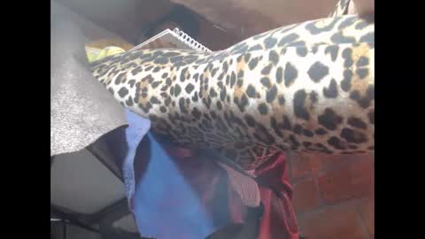 Eskela911 online show from 03/23/26, 05:00