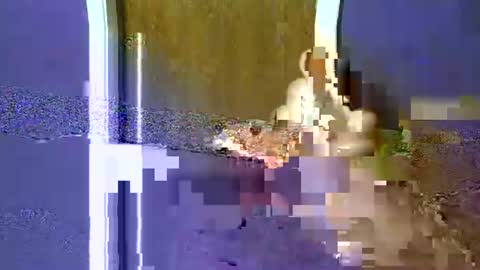 flex480 online show from 02/17/26, 01:24