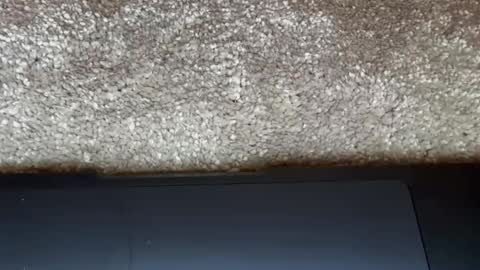 Snapshot of freaky__athena chatting on 02/27/26, 09:15 athena online show from 02/27/26, 09:15