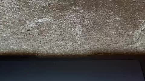 Snapshot of freaky__athena chatting on 03/31/26, 07:47 athena online show from 03/31/26, 07:47