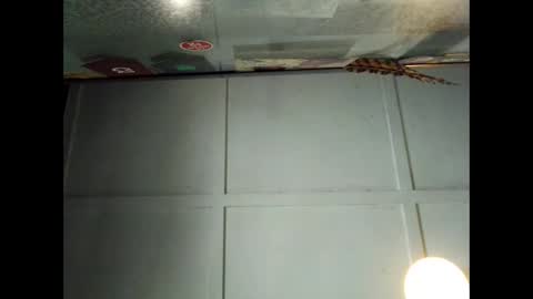 Snapshot of fucmebudoo chatting on 09/29/25, 01:00 Warwick online show from 09/29/25, 01:00