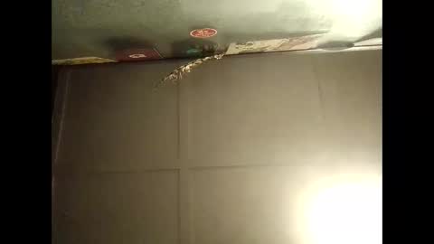 Snapshot of fucmebudoo chatting on 10/11/25, 09:08 Warwick online show from 10/11/25, 09:08