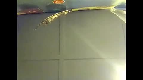 Snapshot of fucmebudoo chatting on 10/18/25, 07:53 Warwick online show from 10/18/25, 07:53