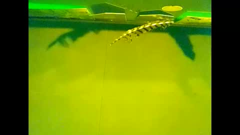 Snapshot of fucmebudoo chatting on 10/22/25, 10:04 Warwick online show from 10/22/25, 10:04