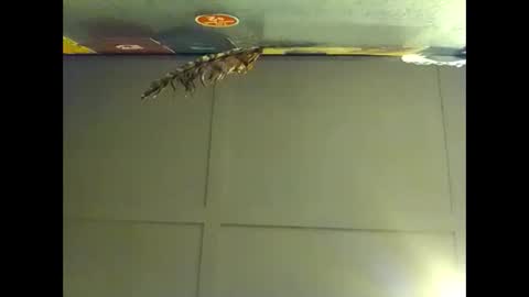 Snapshot of fucmebudoo chatting on 11/01/25, 08:27 Warwick online show from 11/01/25, 08:27