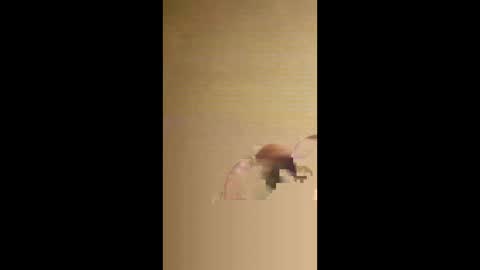 gemmy1000 online show from 02/16/26, 01:02