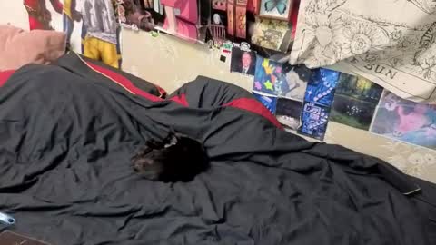 Snapshot of goth_pumpkin chatting on 11/07/25, 08:42 Amy online show from 11/07/25, 08:42