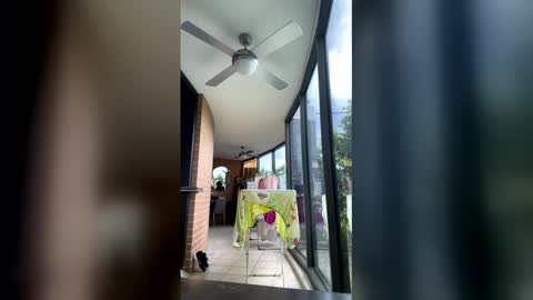 gracemeow online show from 02/05/26, 06:40