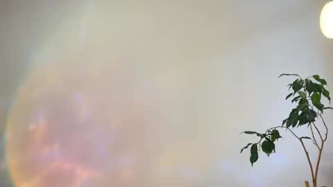 hannah levis  online show from 02/25/26, 08:02