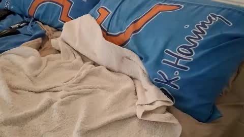 Homer online show from 03/06/25, 02:41