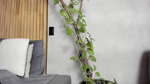 Sofia independent model online show from 12/14/24, 11:07