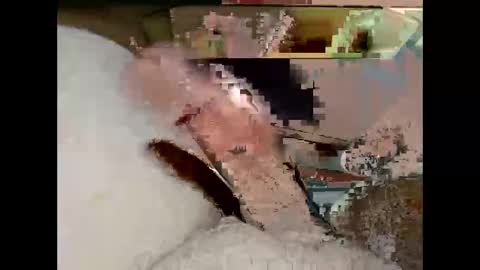 Snapshot of hung_mac0 chatting on 03/19/26, 07:18 hung_mac0 online show from 03/19/26, 07:18