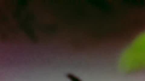 Boi online show from 11/26/25, 03:40