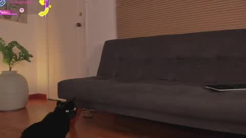 Lua     online show from 04/21/26, 01:42