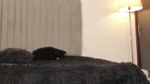 oleider dont forget your thumbs up online show from 02/28/26, 05:14