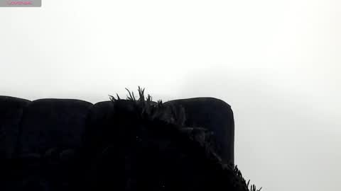 Angelica online show from 04/15/26, 07:58