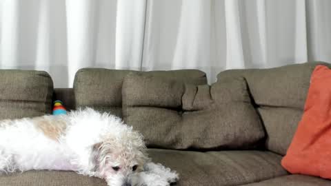 Calix  Independient model Insta and twt Calixsnake online show from 01/20/25, 05:26