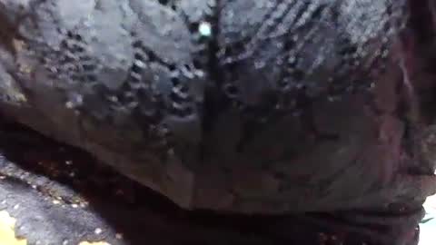 jaysonata215 online show from 12/09/24, 11:15