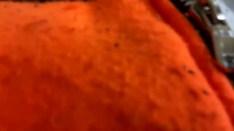 jeddahdolly online show from 05/10/26, 03:50