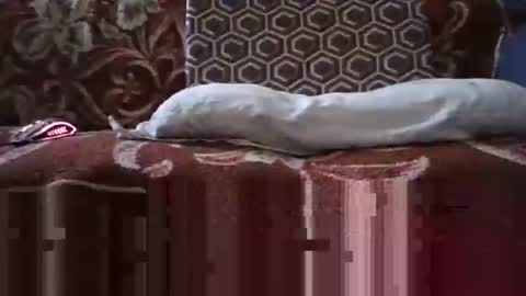 jimmyshelby12 online show from 01/25/25, 06:34