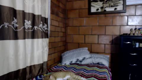 joseph online show from 11/10/25, 03:49