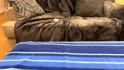 justuravgdad  justuravgmom online show from 02/17/25, 12:32