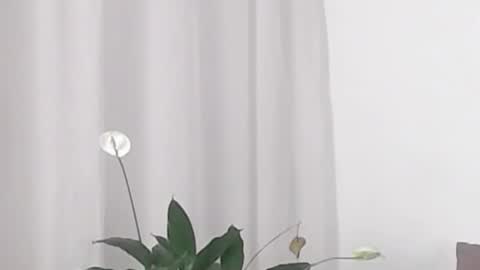 Snapshot of katejolie chatting on 02/19/25, 05:38 Help me with rate thanks online show from 02/19/25, 05:38