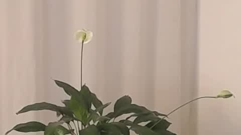 Snapshot of katejolie chatting on 03/02/25, 04:39 Help me with rate thanks online show from 03/02/25, 04:39