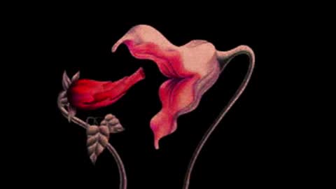 katsuro online show from 11/14/25, 09:24