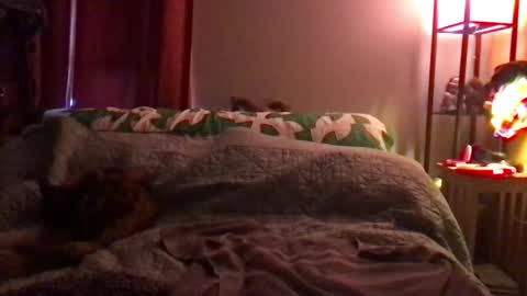 Kite Jackdaw Bi Trans Man online show from 12/08/24, 09:52