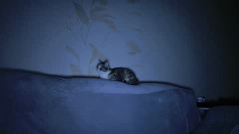 Snapshot of kitty_dora chatting on 03/08/25, 11:16 Evelyn online show from 03/08/25, 11:16