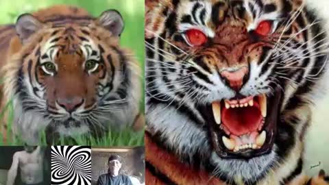 kodiakpm1 online show from 11/16/25, 02:00