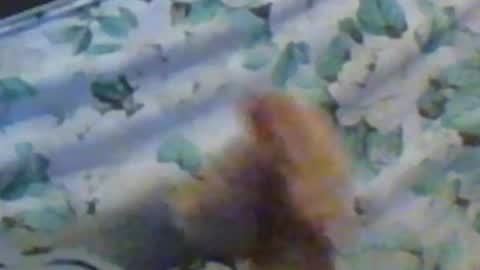 kren565656 online show from 12/10/24, 11:32