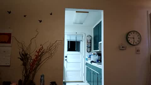 Snapshot of lacybell chatting on 03/08/25, 11:37 lacybell online show from 03/08/25, 11:37