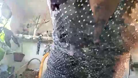 lacybell online show from 02/25/26, 03:43