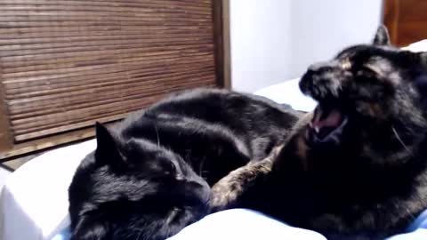 Lance online show from 12/12/24, 12:38