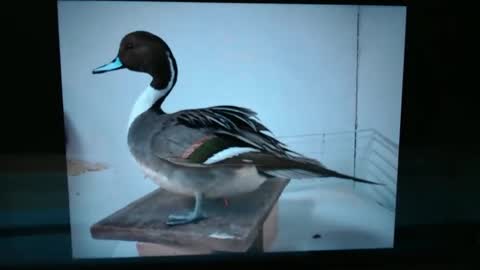 Lance online show from 01/13/25, 01:02