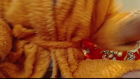 laralhotr online show from 01/14/25, 12:54