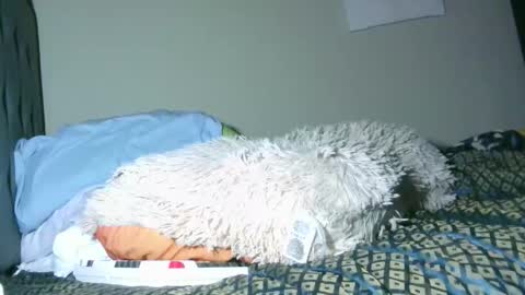 latinincognito online show from 02/04/26, 06:52