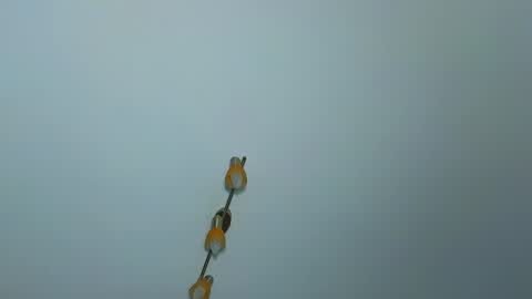 LauraMirage online show from 12/30/24, 07:26