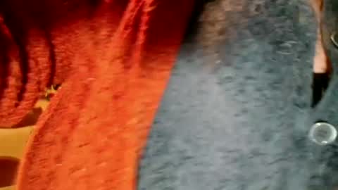 Snapshot of laureanne50 chatting on 12/13/24, 08:26 laureanne online show from 12/13/24, 08:26