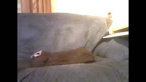 lion160868 online show from 02/06/26, 09:34