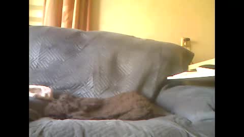 Snapshot of lion160868 chatting on 05/07/26, 08:09 lion160868 online show from 05/07/26, 08:09