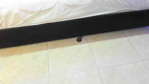 lulu online show from 02/10/26, 07:18