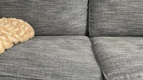 majortazer online show from 02/17/25, 10:58