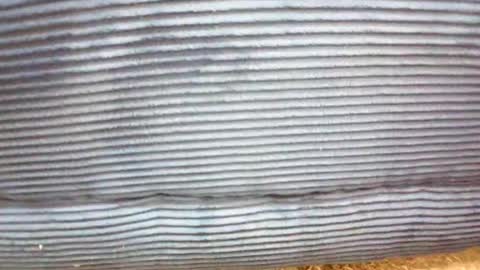 maleshpreet online show from 03/07/26, 09:06