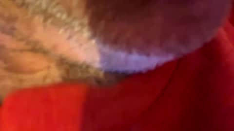 maverick7000 online show from 10/31/25, 08:59