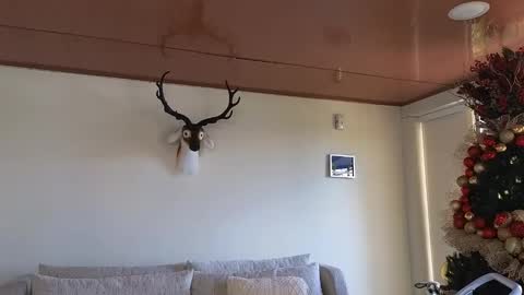 Snapshot of maximohoot chatting on 12/08/24, 07:22 Sebastian online show from 12/08/24, 07:22